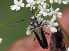 Anogcodes rufiventris