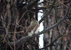 Glaucidium passerinum