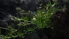 Spergularia flaccida