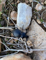 Carabus graecus trojanus