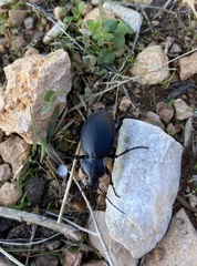 Carabus graecus trojanus