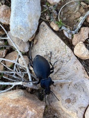 Carabus graecus trojanus