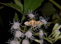 Spilomelini