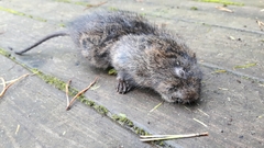 Arvicola amphibius