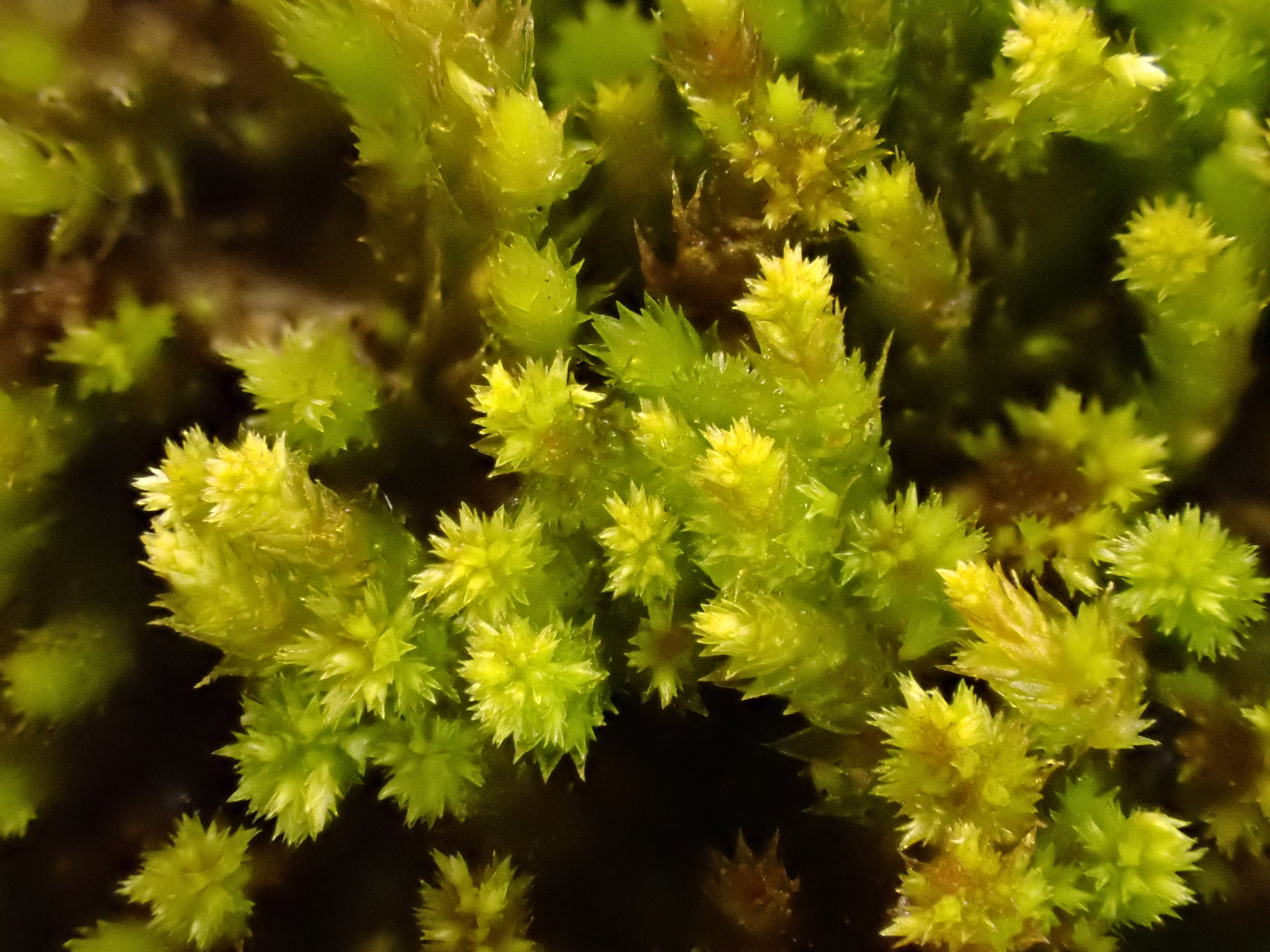 Platygyrium repens