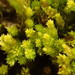 Flat-brocade Moss - Photo (c) Stefan Gey, some rights reserved (CC BY-NC), uploaded by Stefan Gey