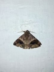 Bastilla joviana