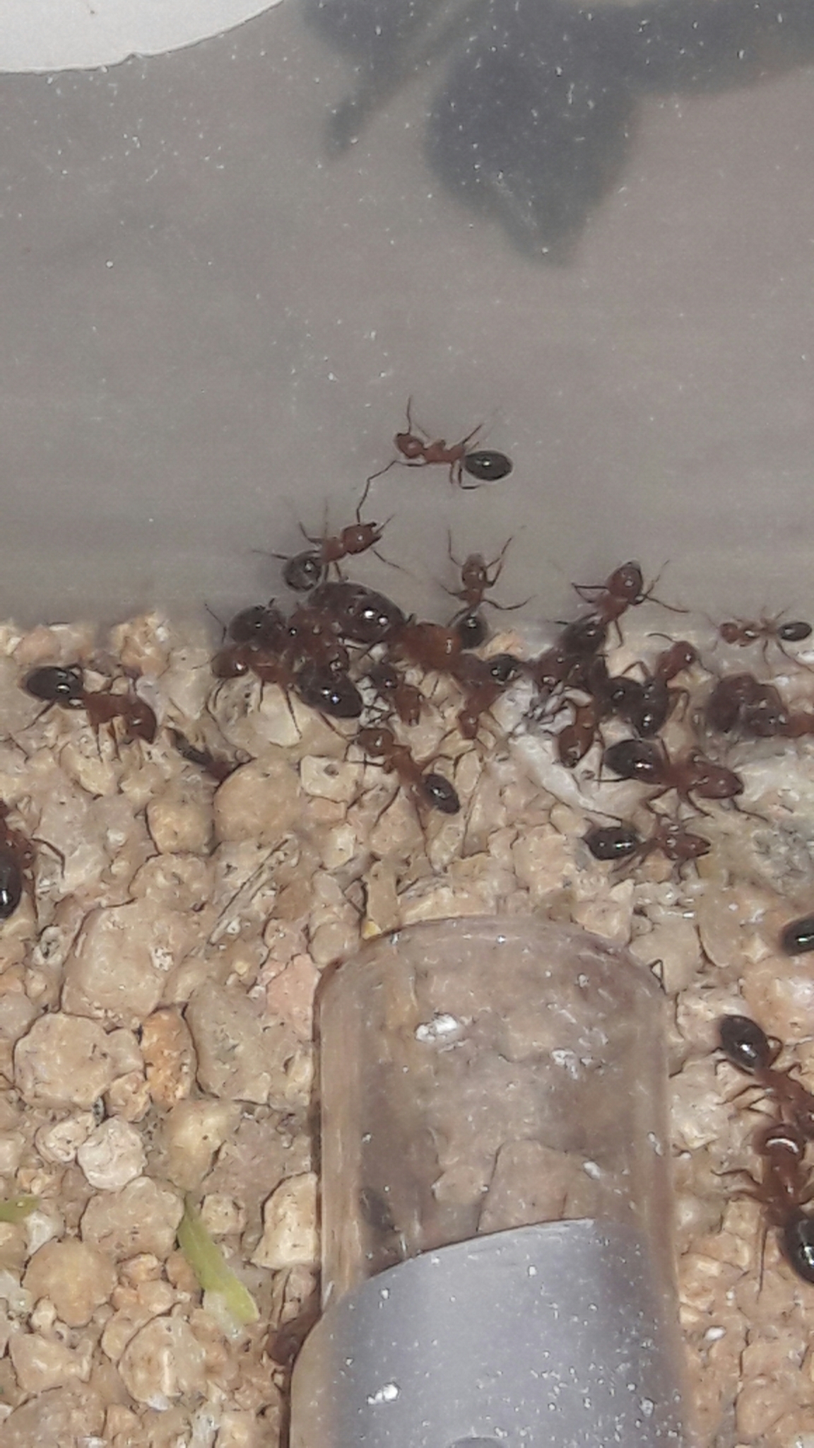 Camponotus sayi