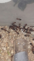 Camponotus sayi