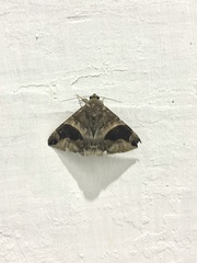 Bastilla joviana