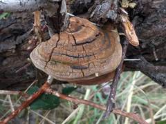 Fomitiporia hippophaeicola