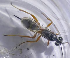 Lymeon orbus