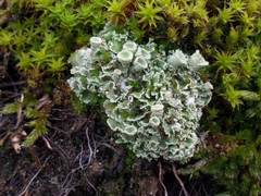 Cladonia humilis