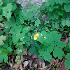 Chelidonium majus