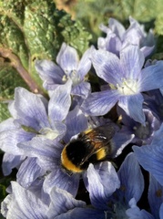 Bombus terrestris dalmatinus