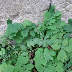 Chelidonium majus