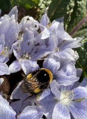 Bombus terrestris dalmatinus