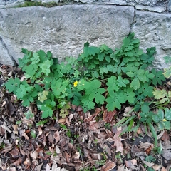 Chelidonium majus