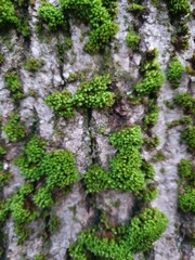 Zygodon viridissimus