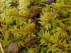 Thuidium assimile