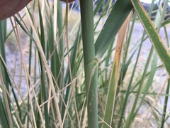 Leymus racemosus