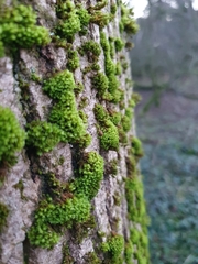 Zygodon viridissimus