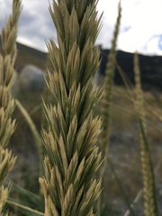 Leymus racemosus