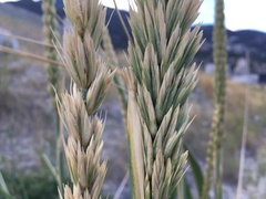 Leymus racemosus