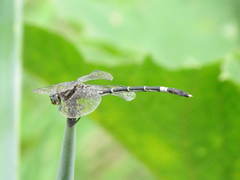 Progomphus clendoni