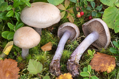 Thaxterogaster porphyropus