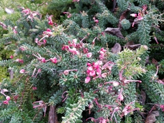Grevillea lanigera