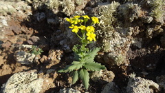 Senecio leucanthemifolius