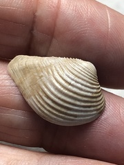 Anomalocardia cuneimeris