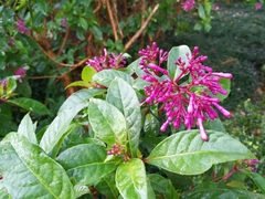 Fuchsia arborescens