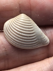 Anomalocardia cuneimeris