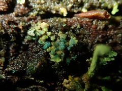 Arthrorhaphis aeruginosa