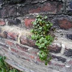 Cymbalaria muralis