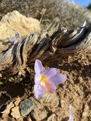 Crocus tournefortii