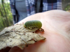 Cimbicidae