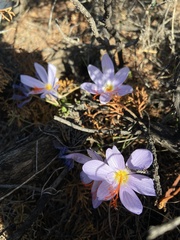 Crocus tournefortii