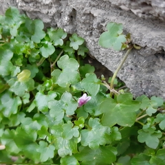 Cymbalaria muralis