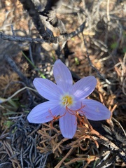 Crocus tournefortii