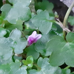 Cymbalaria muralis