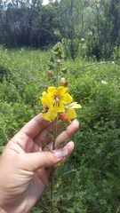 Verbascum spectabile