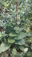 Verbascum spectabile