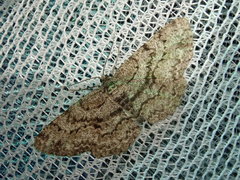 Hypomecis kuriligena