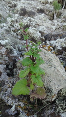 Scrophularia arguta