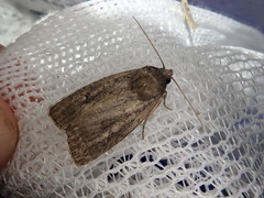 Athetis dissimilis