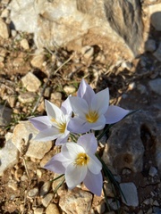 Crocus laevigatus