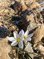 Crocus laevigatus